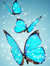 Little Blue Butterfly
