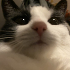 Ste