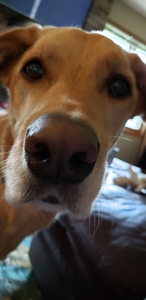 Stefanie Nelson-muller