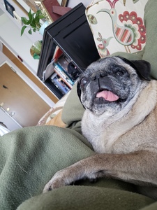 Libby