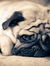 ThePuggy