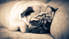 ThePuggy