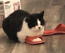 Gina
