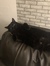Kat