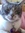Miss Cat