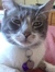 Miss Cat