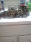 Modoc