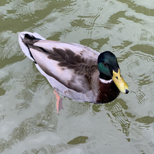 ｡ﾟ(ﾟ´Д｀ﾟ)ﾟ｡