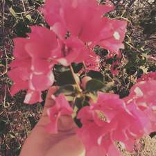 آلاء السيد محمد 