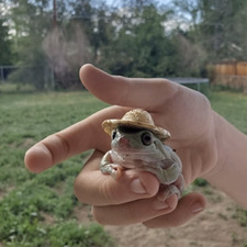 Leia