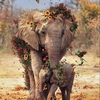 شيماء أبوعيسى