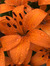 Haley