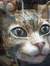Charliecat