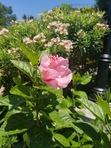 Wolfy Carnation