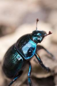 Dung Beetle