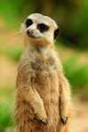 Hanne