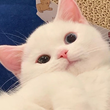 Echo XIE