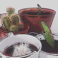 Cactus