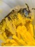 Yellowm...
