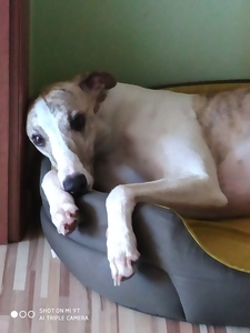 Oleksandr Leshchenko