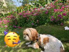 Shibani