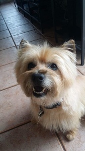 Amanda Arroyo-Kohlmann