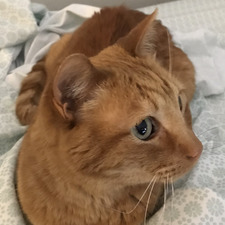 Pip