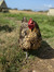 chooksandbooksnz