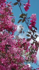 Адриана Попова