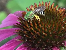 Rebecca Klemme Eliceiri