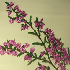 Heather