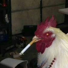 Le Le