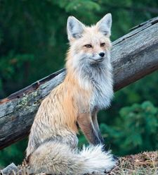 Fox