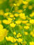 Buttercup