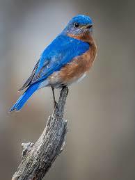 Bluebird