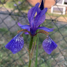 Iris