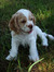 Evelyn