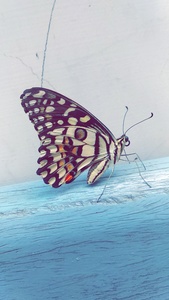 Aarya