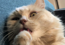 Dunco