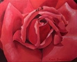 Rosalie