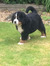 Charley