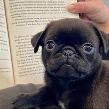 Jill Hamilton-Krawczyk