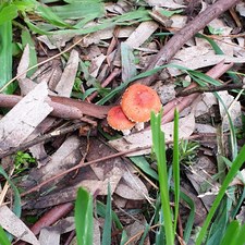 Spooky Vi Pixie Creature