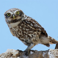 Ορέστης Γεωργίου