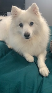 Chamaree Goonetilleke