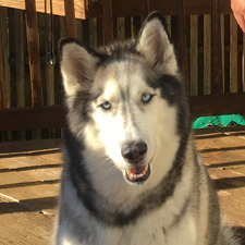 Howlin' Jacques Lisbon