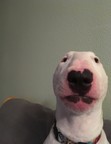 Toesticker
