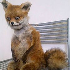 Κρυπταλέπωξ