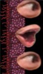 Bo