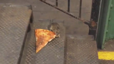 Lilly Rat